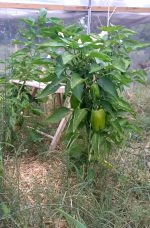 Poivron doux Yolo Wonder (vert/rouge)