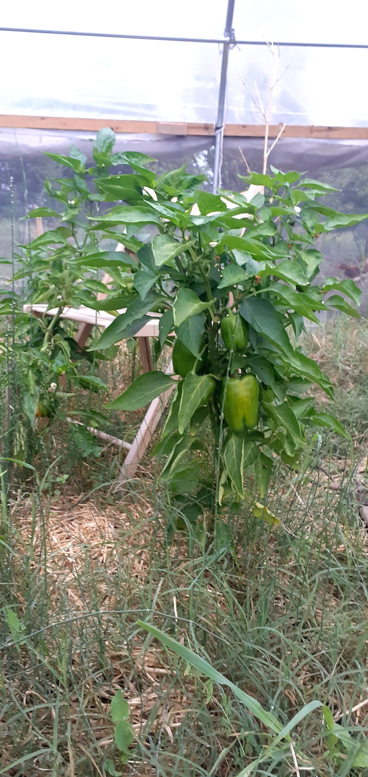 Poivron doux Yolo Wonder (vert/rouge)