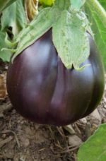 Aubergine Black Beauty