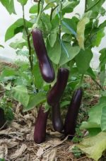 Aubergine longue violette de Barbentane