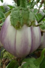 Aubergine rosa bianca