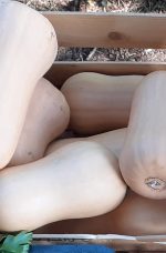 Courge Butternut