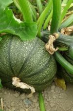 Courgette de Nice à fruit rond