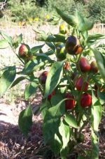 Poivron Cherry Time (mini)