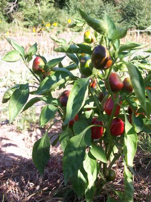 Poivron Cherry Time (mini)