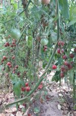 Tomate cerise black cherry