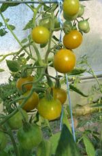 Tomate cerise vert-jaune caramel