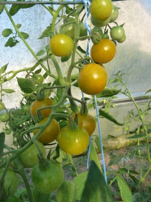 Tomate cerise vert-jaune caramel
