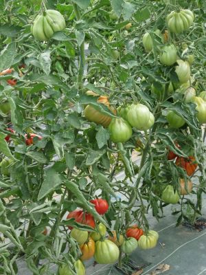 Tomate coeur de boeuf – Image 2