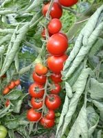 Tomate cerise miel du Mexique