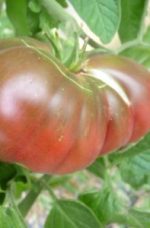 Tomate Noire de Crimée