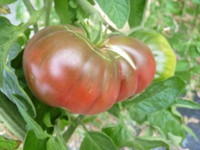 Tomate Noire de Crimée