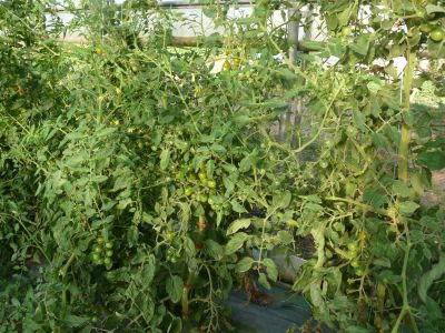 Tomate cerise vert-jaune caramel – Image 2