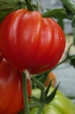 Tomate coeur de boeuf