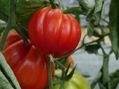 Tomate coeur de boeuf