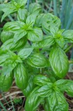 Basilic Génovèse