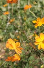 Cosmos Sulfureux (orange)