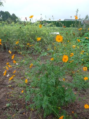Cosmos Sulfureux (orange) – Image 2