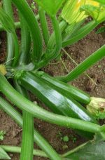 Courgette Black Beauty
