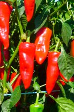 Piment doux gorria (type espelette)
