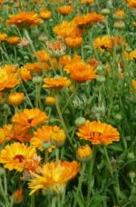 Souci officinal / Calendula