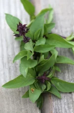 Basilic sacré - Tulsi
