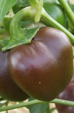 Poivron Chocolate Bell (mini)