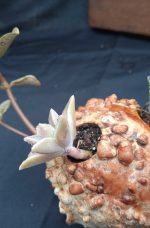 La GranulHeureuse II