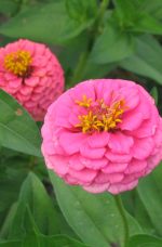 Zinnia Elegans en mélange
