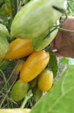 Tomate Cerise Cocktail Blush Tiger