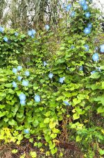 Ipomée Bleu de l'Himalaya