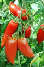 Tomate Cornue des Andes