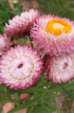 Immortelles à bractées