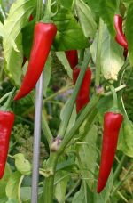 Piment de Cayenne (+++)