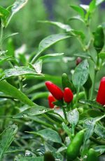 Piment oiseaux (++++)