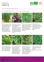 Plants bio de Basilic canelle,
Basilic citron,
Basilic génovèse,
Basilic marseillais,
Basilic pourpre , persil plat, aneth Page 10 Catalogue des plants - aromates annuelles