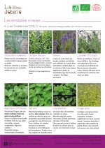 plants bio d'estragon français, ciboulette, hysope, lavande, marjolaine, mélisse, menthes, origan Page 11 Catalogue des plants - aromates vivaces