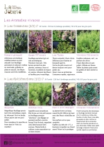 Plants bio de romarin, sauge, thym, verveine, absinthe, plante cola, basilic vivace, coriandre vietnamienne Page 12 Catalogue des plants - aromates vivaces