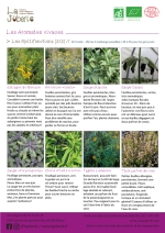 Plants bio estragon du Mexique, hélichryse, sauge blanche, sauge cassis, stevia, tagète agrume, thym parfum de rose Page 13 Catalogue des plants - aromates vivaces