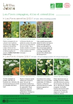 Plants bio d'œillet d'inde, tagète pompon, tournesols, zinnias, achillées, anthémis, camomille, consoude Page 15 Catalogue des plants - fleurs compagnes, utiles et comestibles
