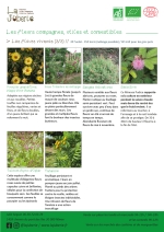 plants bio pourpier, rose trémière, sauge arbustive, sensitive, talinum bijou d'ophar, Tanaisie Page 17 Catalogue des plants - fleurs compagnes, utiles et comestibles