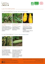 Plants bio de courgettes ronde de nice, courgette black beauty, courgette jaune cou tor, concombre long maraicher, concombre d'arménie Page 6 Catalogue des plants - Cucurbitacées