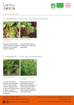 Plants bio de Blettes a cardes rouge ou jaune ou blanche, laitues variées, céleri branche, livèche Page 8 Catalogue des plants - légumes feuilles